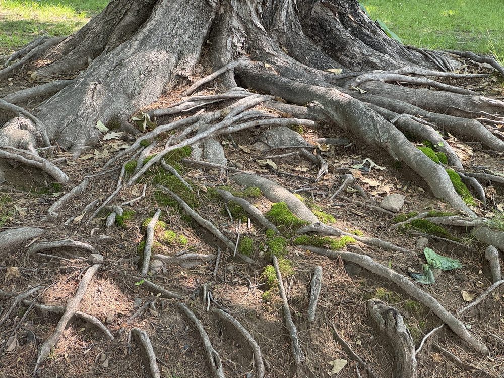 Tree roots near a buried sewer line